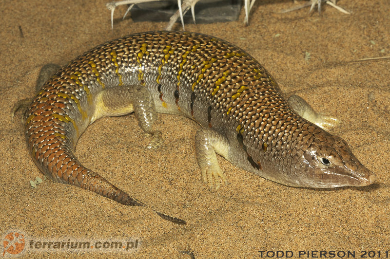 Scincus scincus - scynk aptekarski - Scincidae - Scynkowate, Scynki
