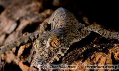 Załączony obraz: 2.jpg