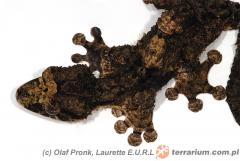 Załączony obraz: 3.jpg