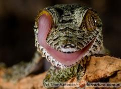 Załączony obraz: 1.jpg