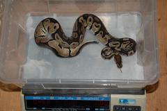 post-11759-0-04912500-1362849305_thumb.j