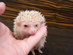 post-55209-0-01614500-1364586823_thumb.j