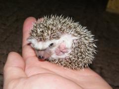 post-55209-0-11097900-1364586900_thumb.j