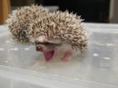 post-55209-0-54771900-1364586918_thumb.j