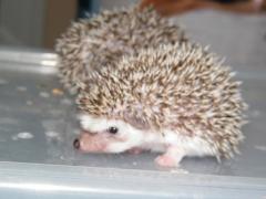 post-55209-0-87527500-1364586934_thumb.j