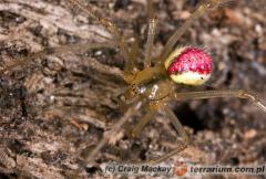 Załączony obraz: 1.jpg