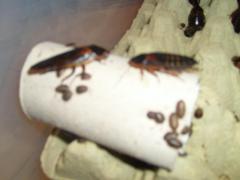 KARACZ MLODE 001.jpg