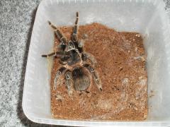 l.parahybana l16b.jpg