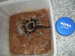 l.parahybana l16.jpg