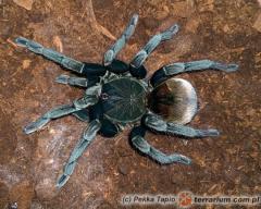 Załączony obraz: P. sp. goliath.jpg