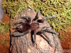 Załączony obraz: P.sp.goliath 2.jpg