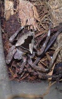 post-29884-0-33263700-1426833753_thumb.j