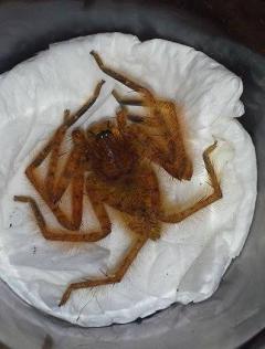 post-29884-0-50918600-1426833711_thumb.j