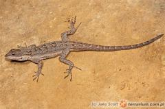 Załączony obraz: 2_800.jpg