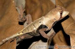 Załączony obraz: 1_800.jpg