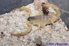 Załączony obraz: image (2).jpg