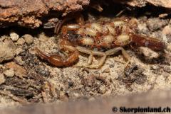 Załączony obraz: image (1).jpg