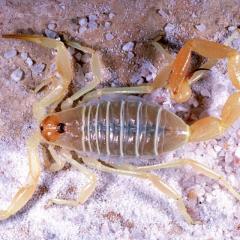 Załączony obraz: Buthacus-arenicola-Simon-1885-adult-female-from-Egypt_Q640.jpg