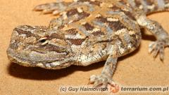 Załączony obraz: 1.jpg