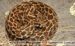 Załączony obraz: 2.jpg