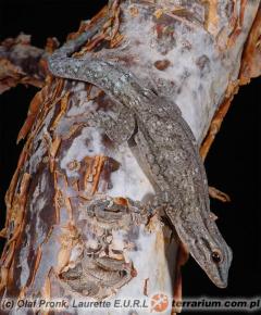 Załączony obraz: 1.jpg