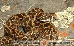 Załączony obraz: 1.jpg