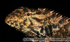 Załączony obraz: 2.jpg