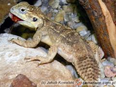 Załączony obraz: 1.jpg