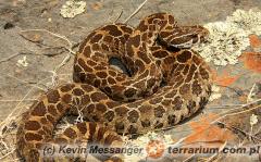 Załączony obraz: 3.jpg