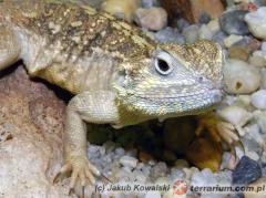 Załączony obraz: 2.jpg