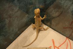 IMG_5785.JPG