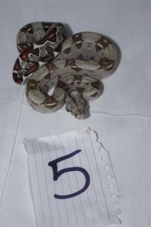 post-45230-0-81125300-1398708382_thumb.j