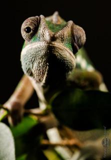 Kameleon044.jpg