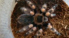 post-48718-0-98198500-1428660854_thumb.j