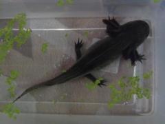 DSC00930.JPG