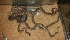 post-52674-0-35669000-1460826143_thumb.j