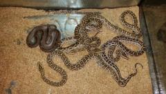 post-52674-0-40917400-1460826147_thumb.j