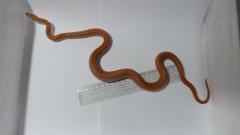 post-60257-0-76859600-1461519579_thumb.j