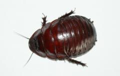 Załączony obraz: DSC07713.JPG