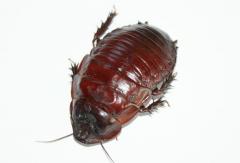 Załączony obraz: DSC07707.JPG