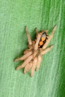 post-6533-0-68444300-1491418005_thumb.jp