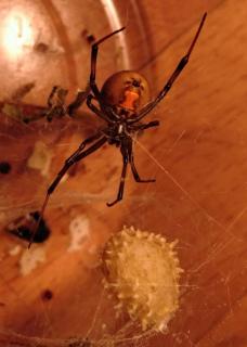 post-6533-0-70330600-1491728223_thumb.jp