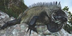 Iguana melanoderma (2).jpg