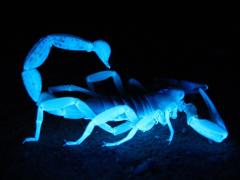 giant-hairy-scorpion-1569237.jpg