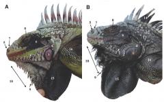 Iguana melanoderma.jpg