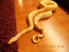 sharp albino 4.jpg