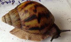 a.achatina.JPG