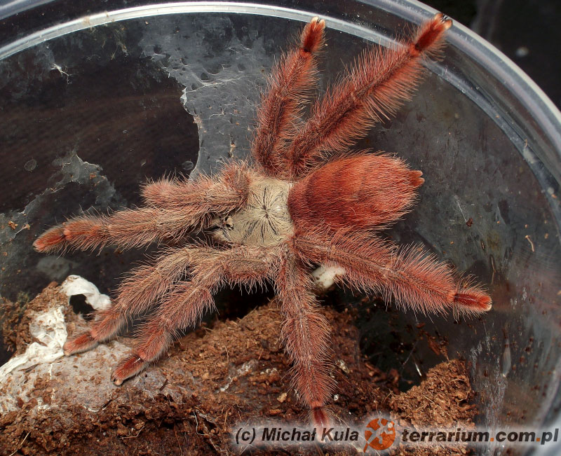 t gigas