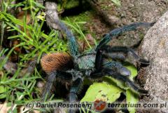 Załączony obraz: 1.jpg