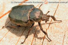 Załączony obraz: DSCN5582_1.jpg